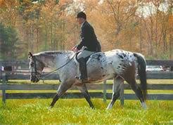 Bill Ritchie showing Hunt Seat