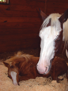 Foaling in comfort