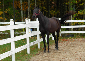 Great place for horses